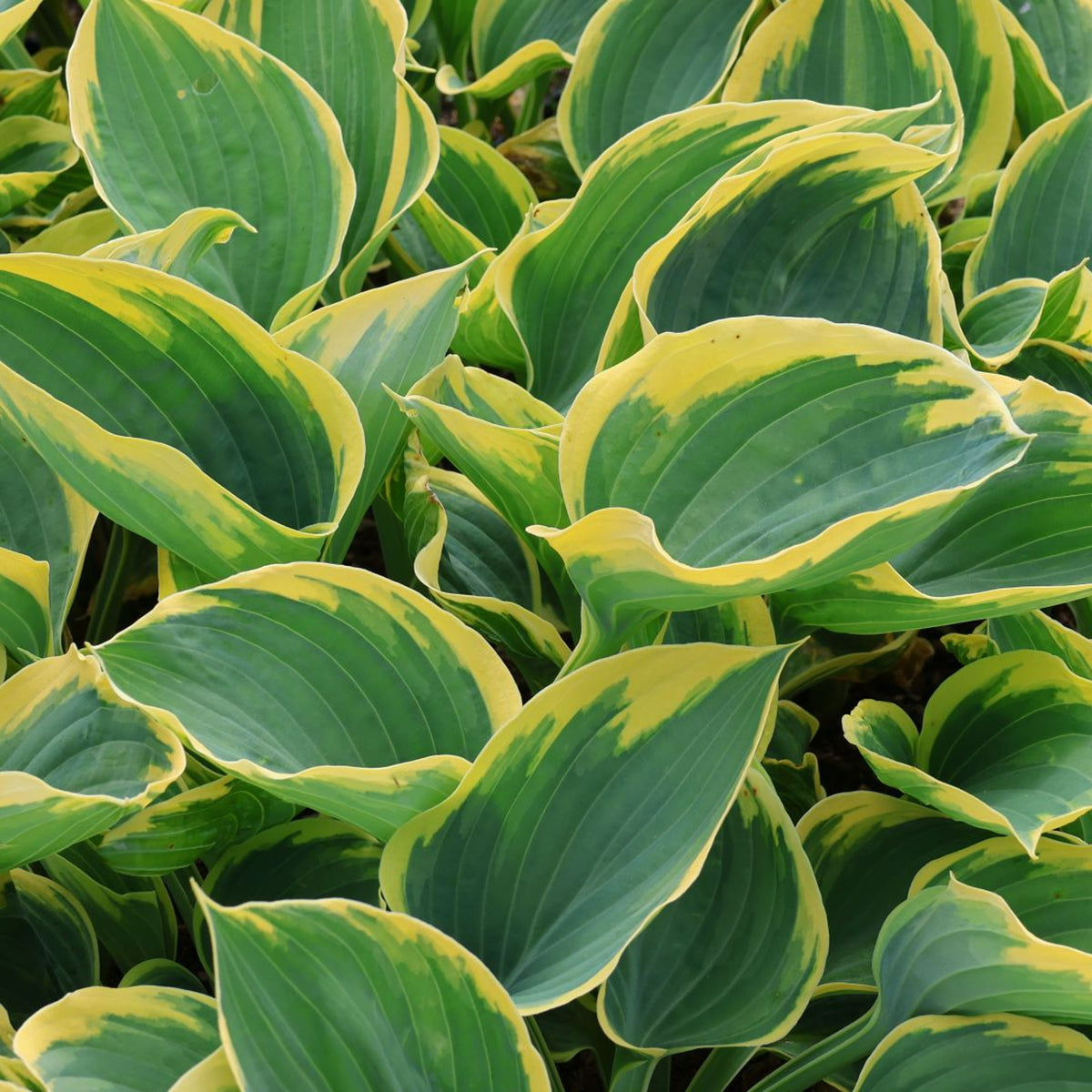 Hosta 'Liberty' (2 Plants) Hosta 'Liberty' (2 Plants) image3 3