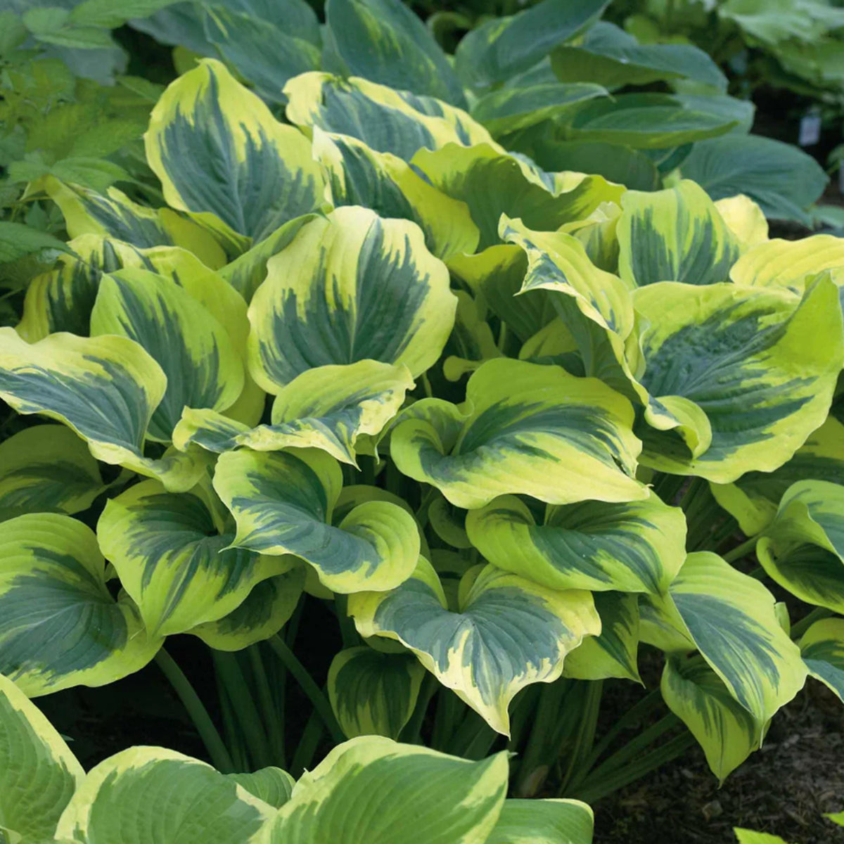 Hosta 'Liberty' (2 Plants) Hosta 'Liberty' (2 Plants) image1 1