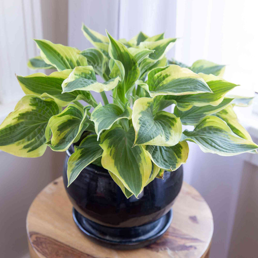 Hosta 'Liberty' (2 Plants) Hosta 'Liberty' (2 Plants) image2 2