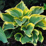 Hosta 'Liberty' (2 Plants) Hosta 'Liberty' (2 Plants) image4 4