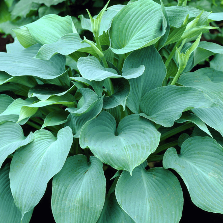 Hosta Collection Hosta Collection (3 Plants) image4 4