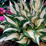 Hosta Collection (3 Plants) Hosta Collection (3 Plants) image3 3