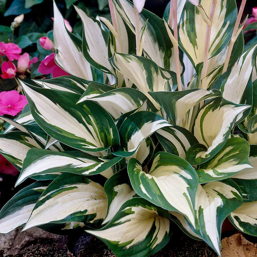 Hosta Collection Hosta Collection (3 Plants) image3 3