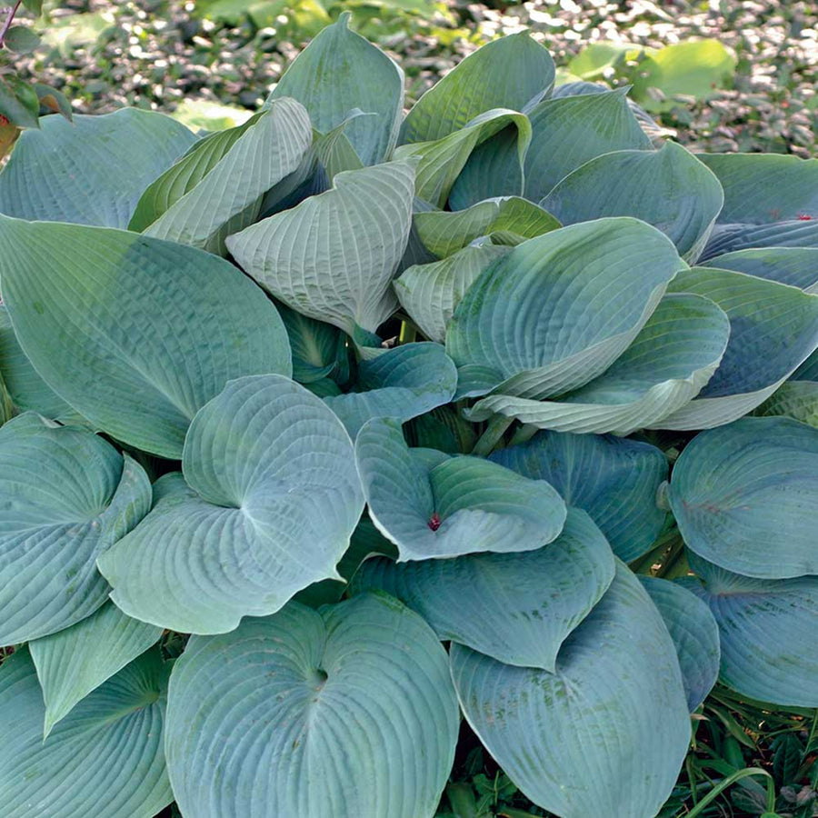 Hosta Collection Hosta Collection (3 Plants) image2 2