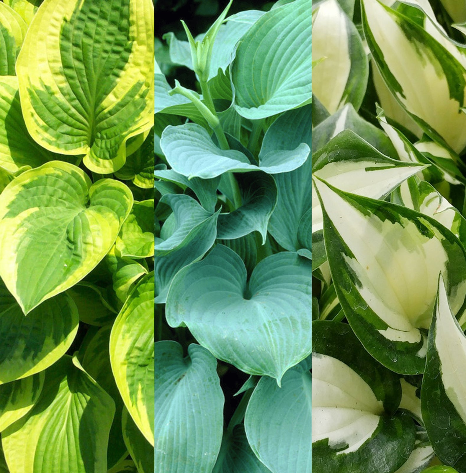 Hosta Collection (3 Plants) image1