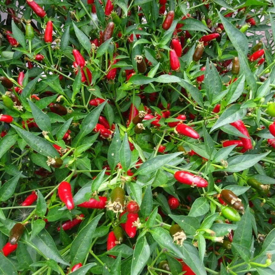 Hot Thai Chilli Pepper Plant  3