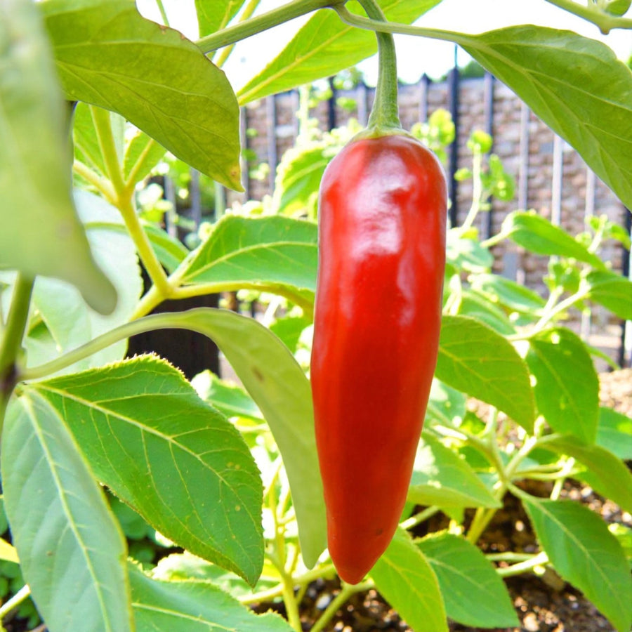 Hot Thai Chilli Pepper Plant  2