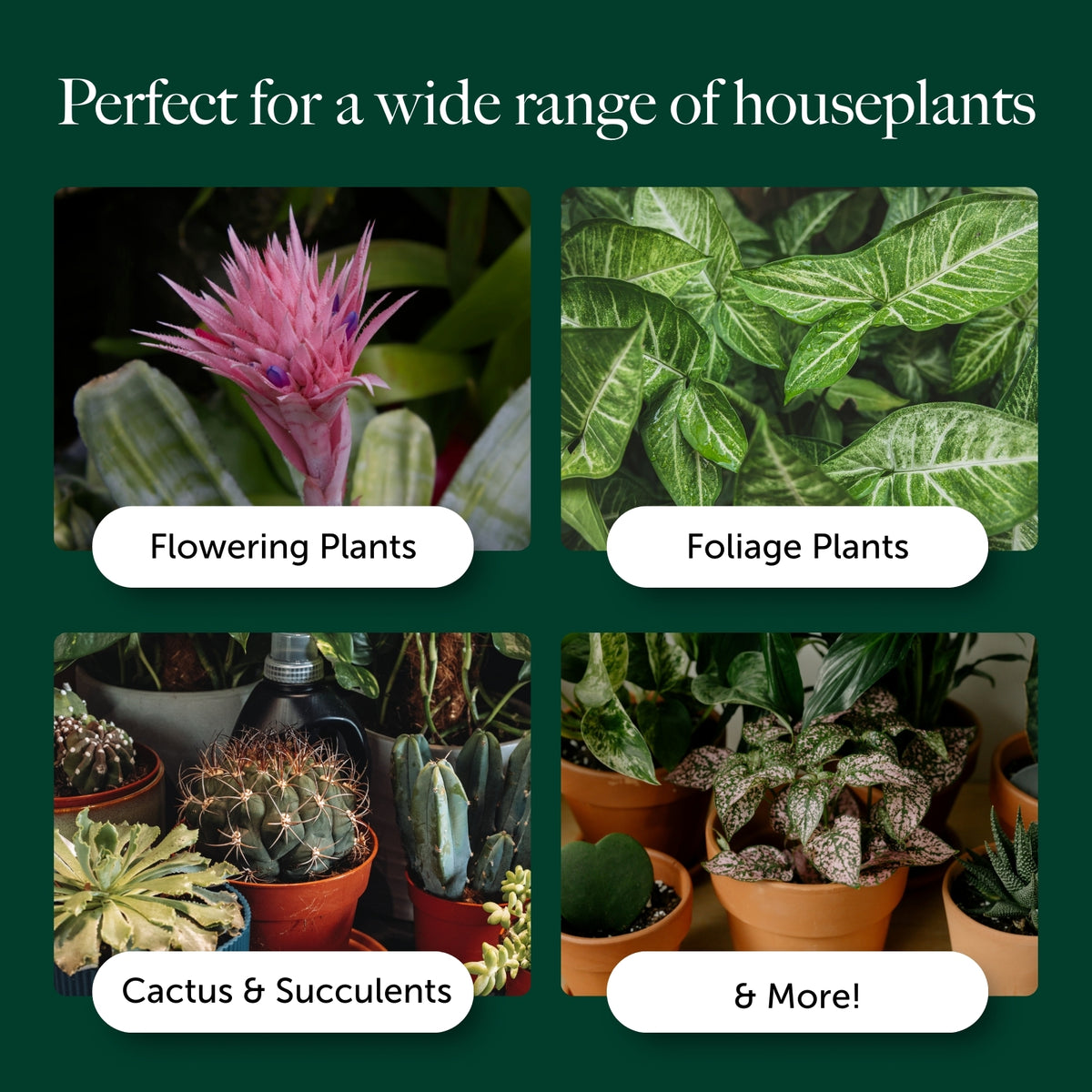 House Plant Compost With 9 Months Feed  4