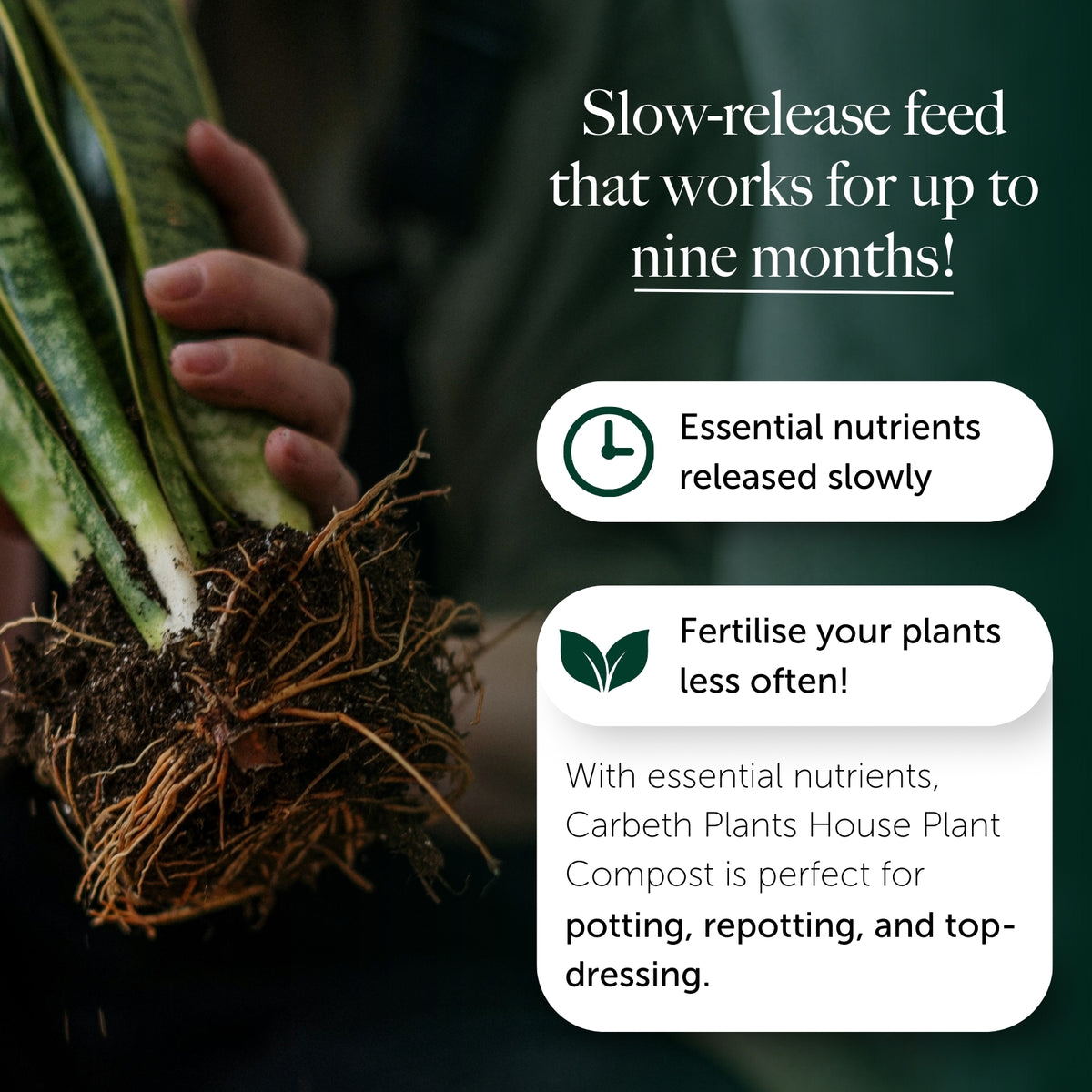 House Plant Compost With 9 Months Feed  5