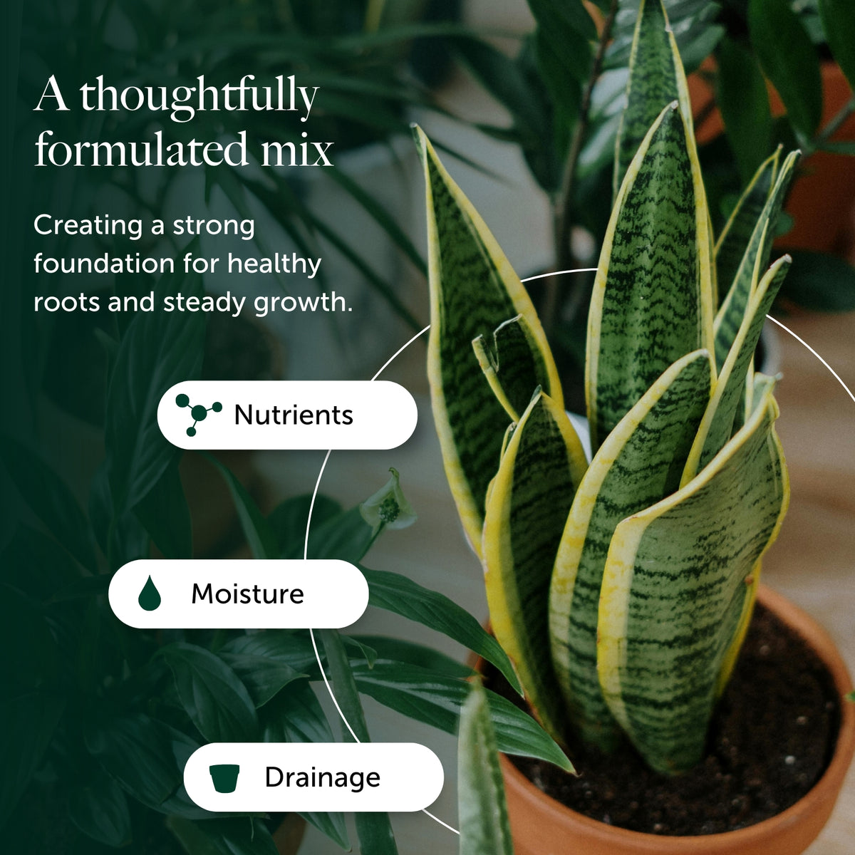 House Plant Compost With 9 Months Feed  6