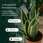 House Plant Compost With 9 Months Feed  6