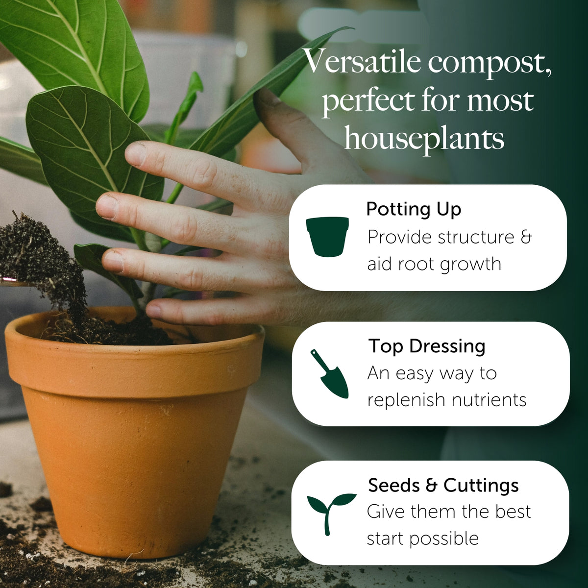 House Plant Compost With 9 Months Feed  8