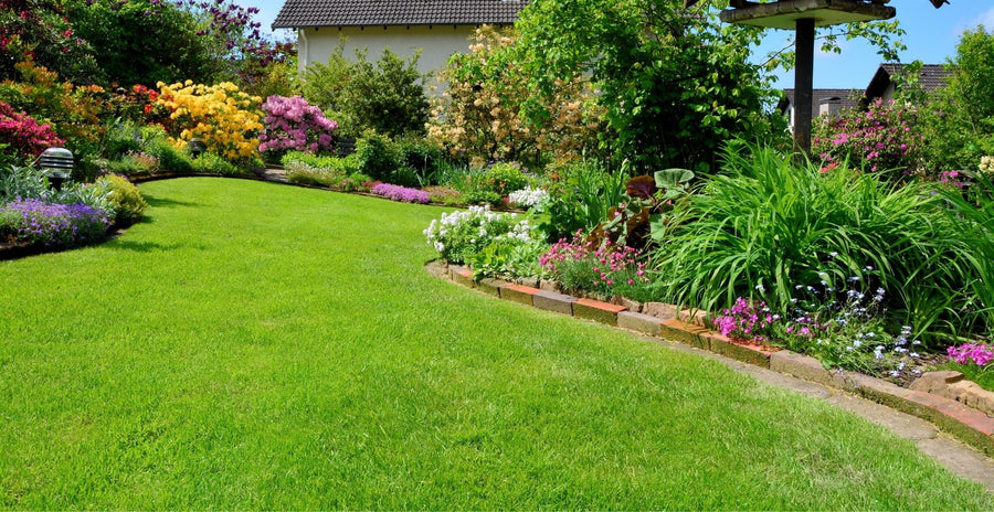 Carbeth Plants Lawn Grass Seed - 1kg Bag with 10% Extra Free (1.1kg) how-to-achieve-the-perfect-lawn 5