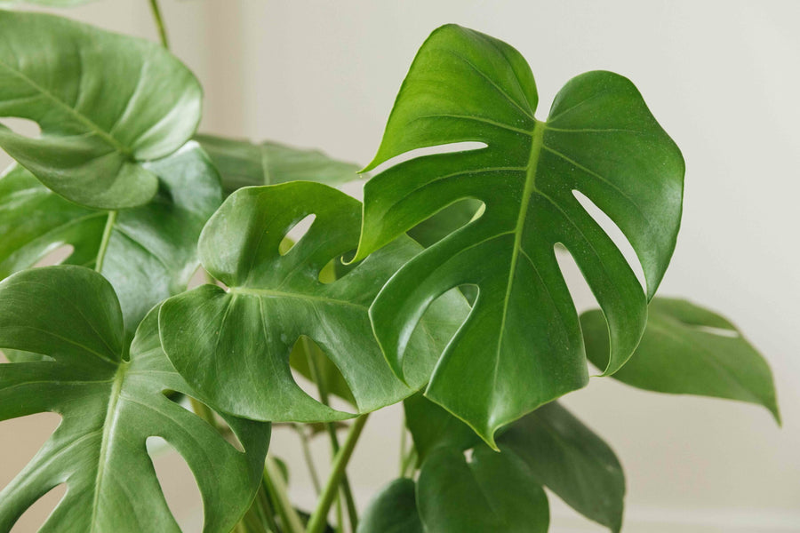 Monstera Deliciosa how-to-grow-monstera-deliciosa-5072671-04-9a22973e662f4ba882eef5f16d40bcc9 6