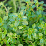 Thyme Plant  2