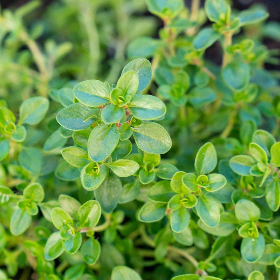 Thyme Plant  2