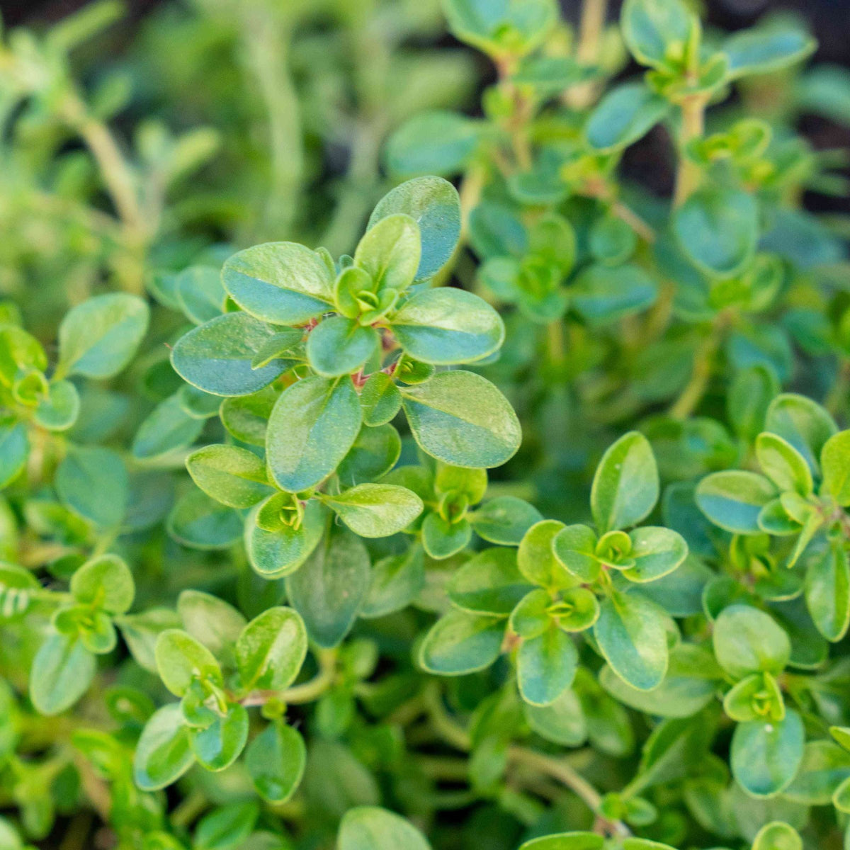 Variegated Rocks Thyme Plant