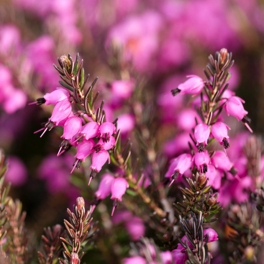 Mixed Calluna Heather Plants how-to-plant-heath-plants 5