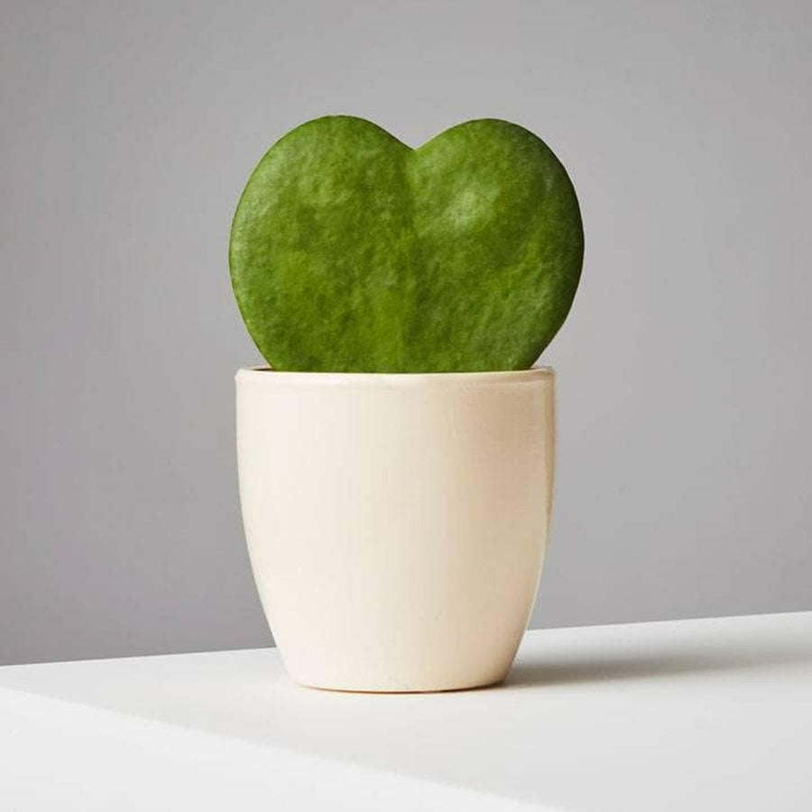 Hoya Kerrii Heart Plant  1