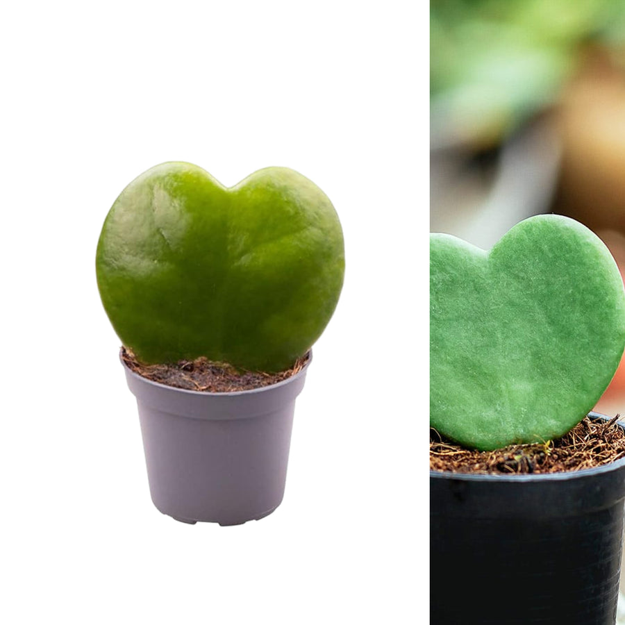Hoya Kerrii Heart Plant  2