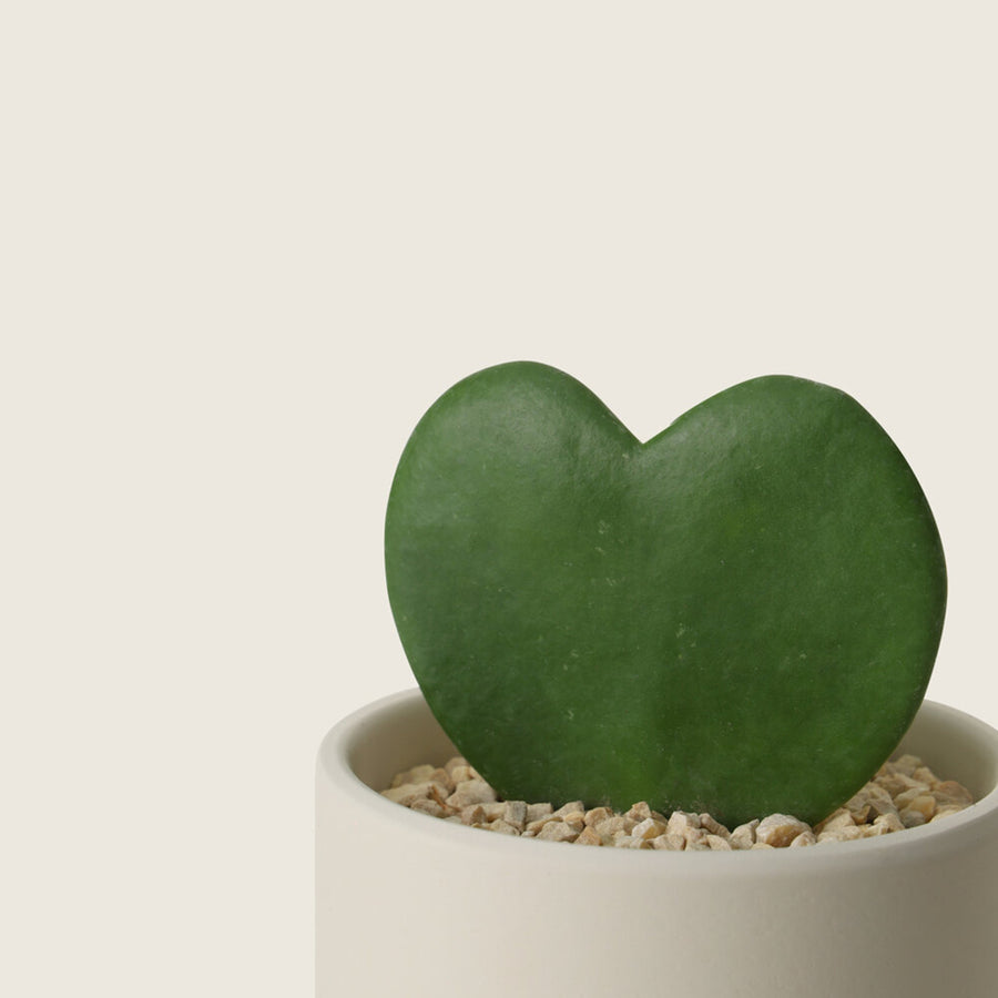 Hoya Kerrii Heart Plant  3