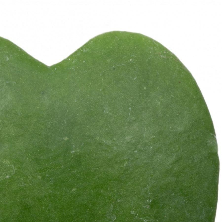 Hoya Kerrii Heart Plant  4