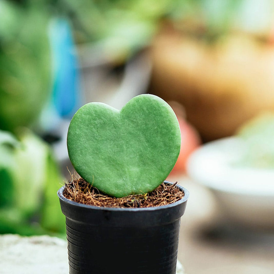 Hoya Kerrii Heart Plant  5