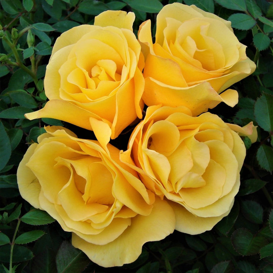 Yellow Rose Bush - Keep Smiling ht_keep_smiling_1.jpg 1