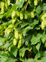 Hops Plant - Humulus Lupulus  3