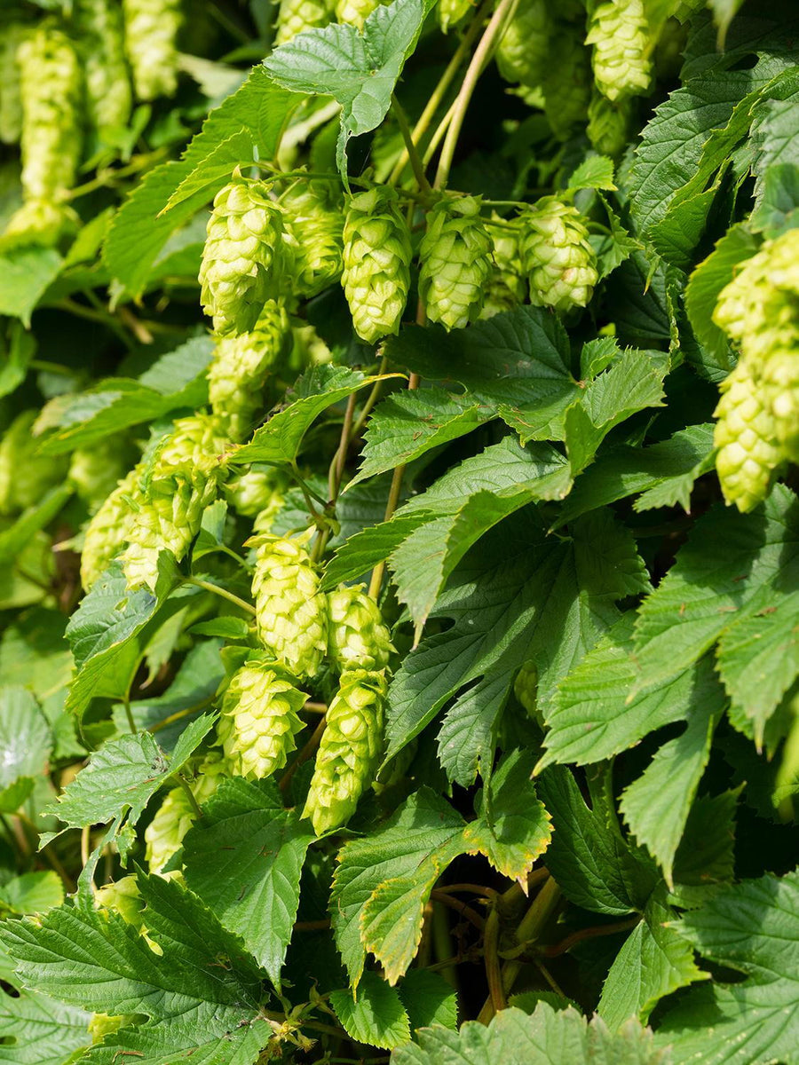 Hops Plant - Humulus Lupulus  3