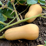 Butternut Squash Hunter F1  2