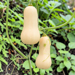 Butternut Squash Hunter F1  3