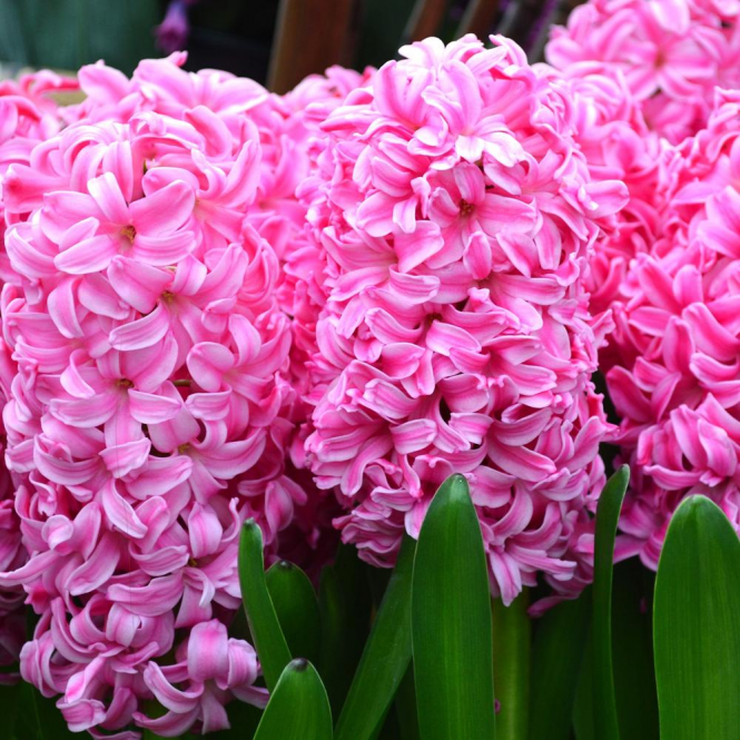 Pink Hyacinth Flowering Bulb Trio hyacinth-pink-mixed-p1652-11853_medium 2
