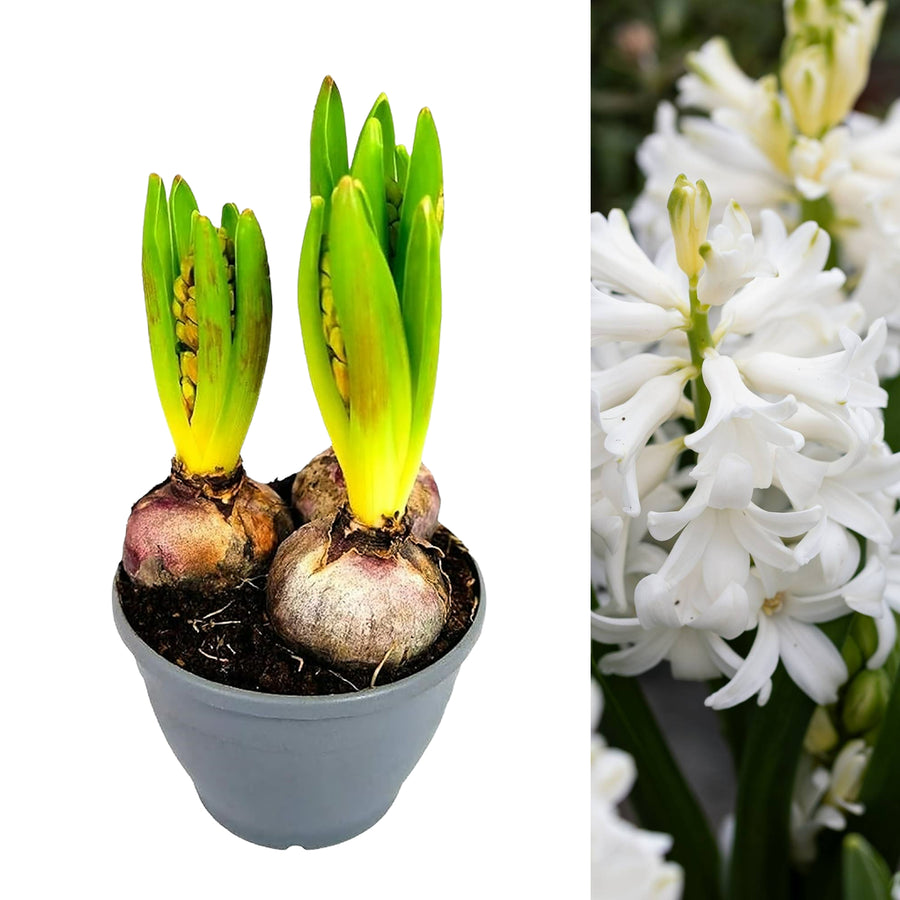 White Hyacinth Flowering Bulb Trio hyacinth trio white - image1 1