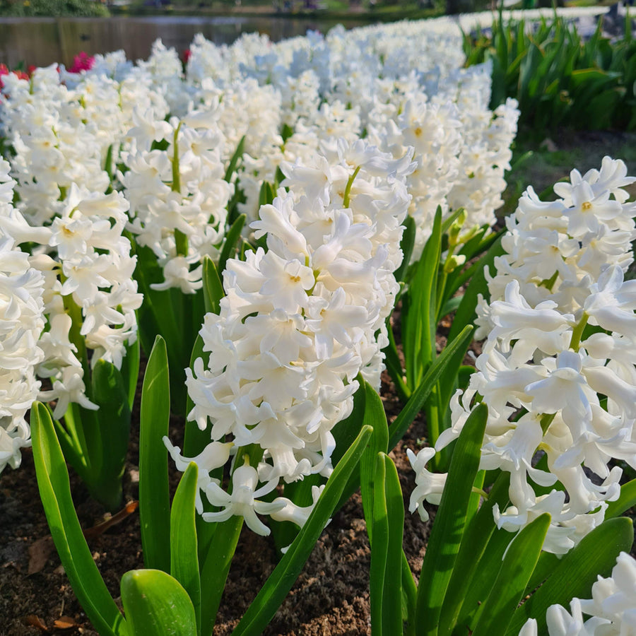 White Hyacinth Flowering Bulb Trio hyacinth trio white - image3 3