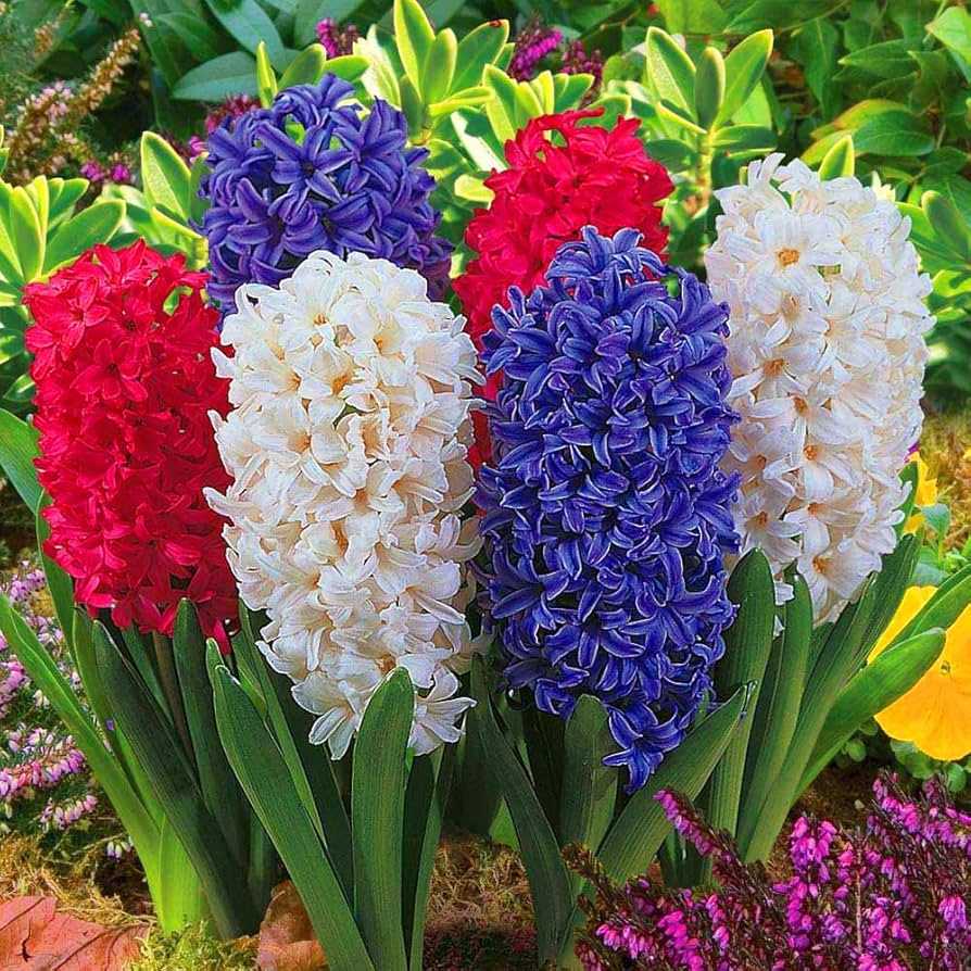 Hyacinth Traditional Bulb Mix  1