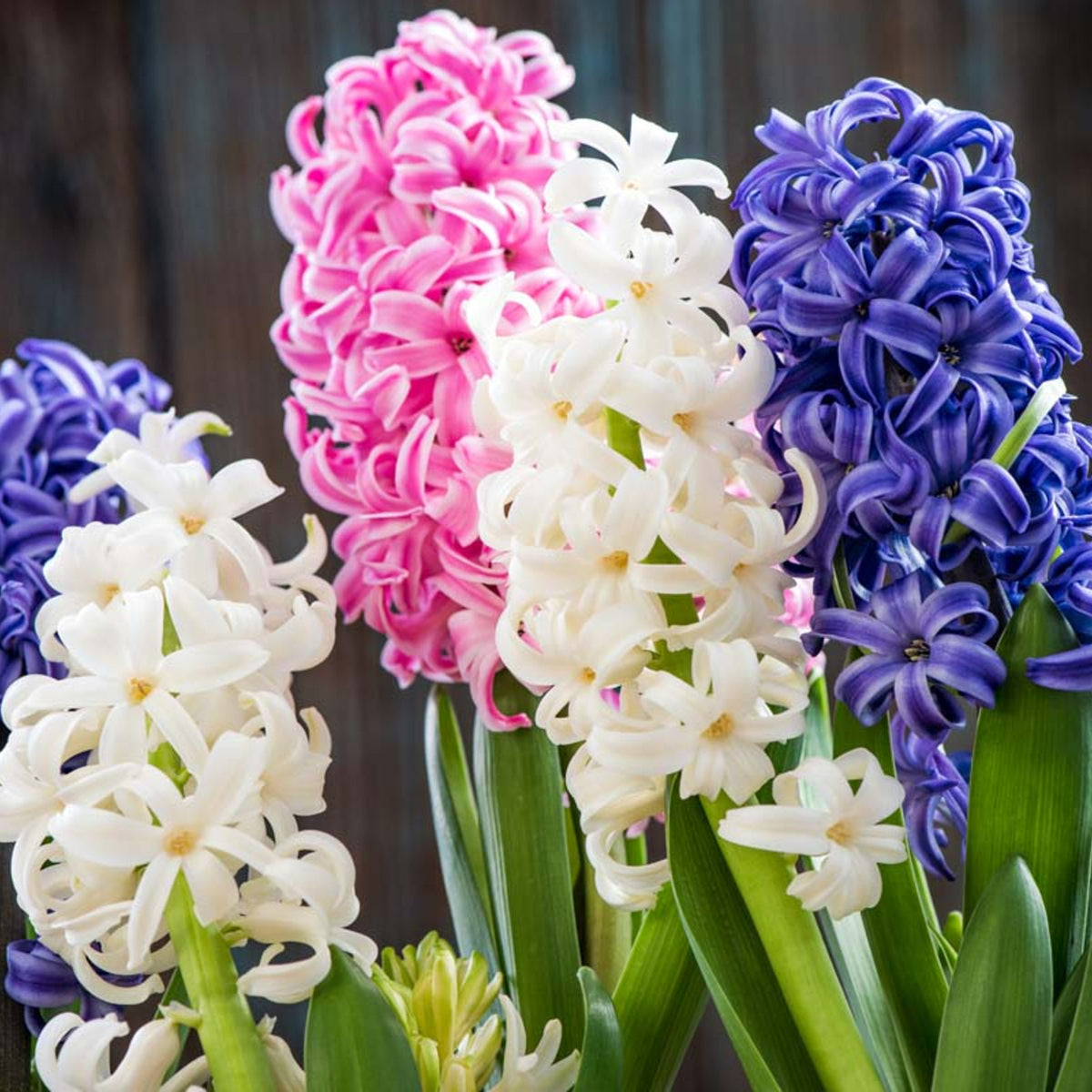 Hyacinth Carnival Flowering Bulb Trio  2