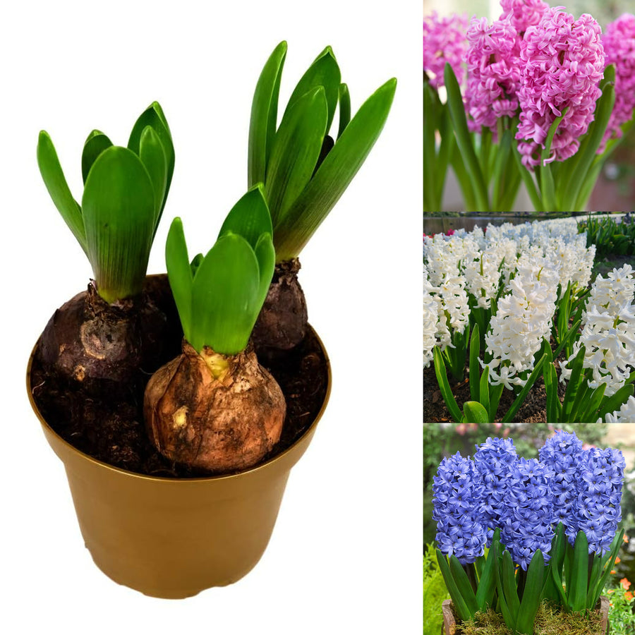 Hyacinth Carnival Flowering Bulb Trio hyacinthcarnavalmix-image1 1