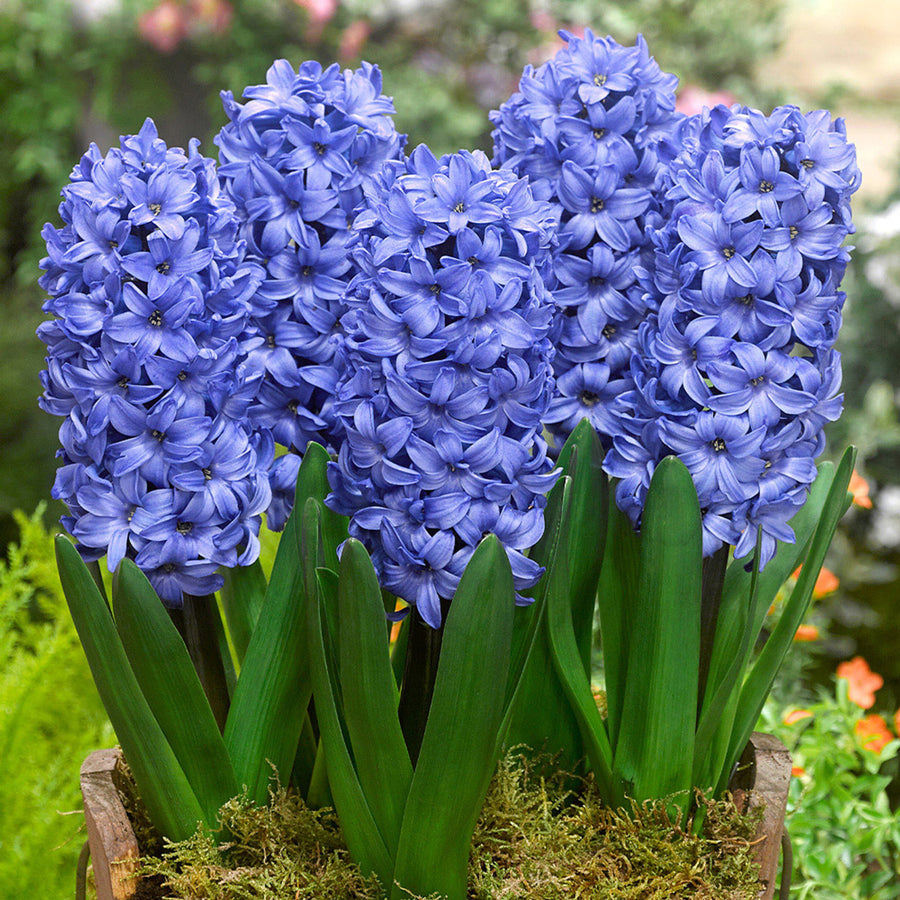 Hyacinth Carnival Flowering Bulb Trio hyacinthcarnavalmix-image2 5