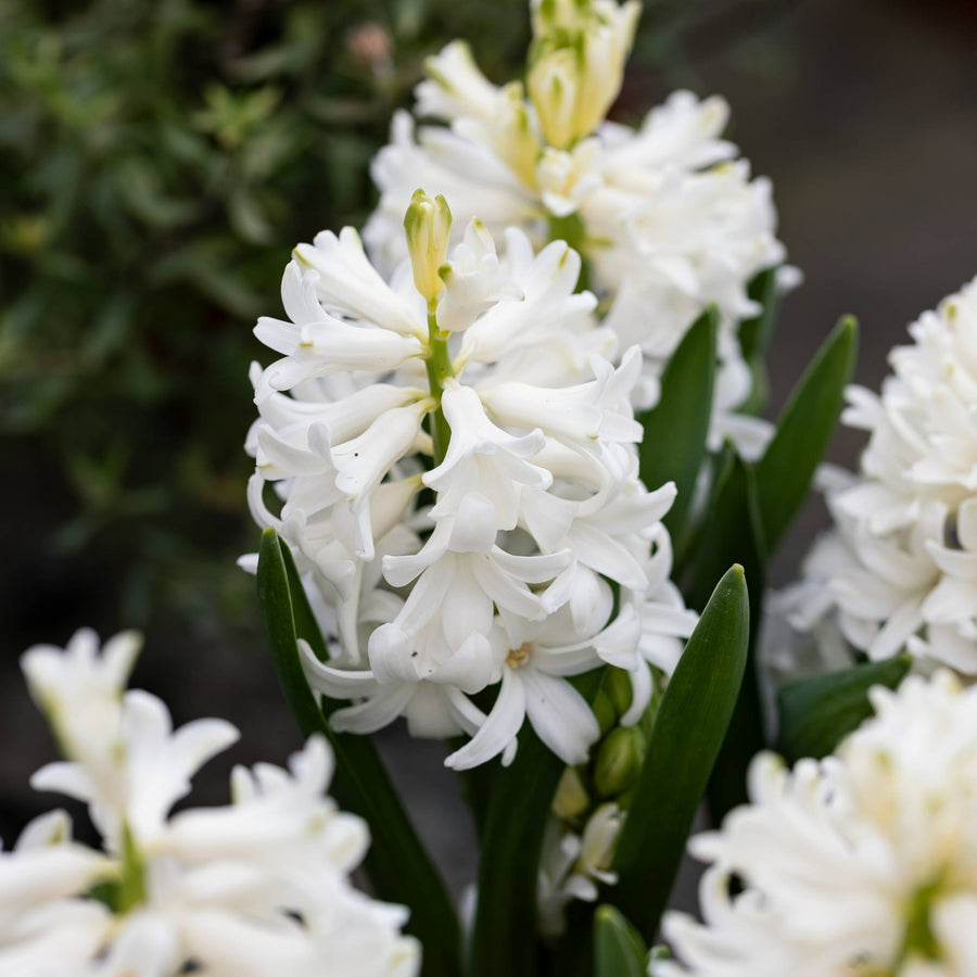 Hyacinth Carnival Flowering Bulb Trio hyacinthcarnavalmix-image3 3