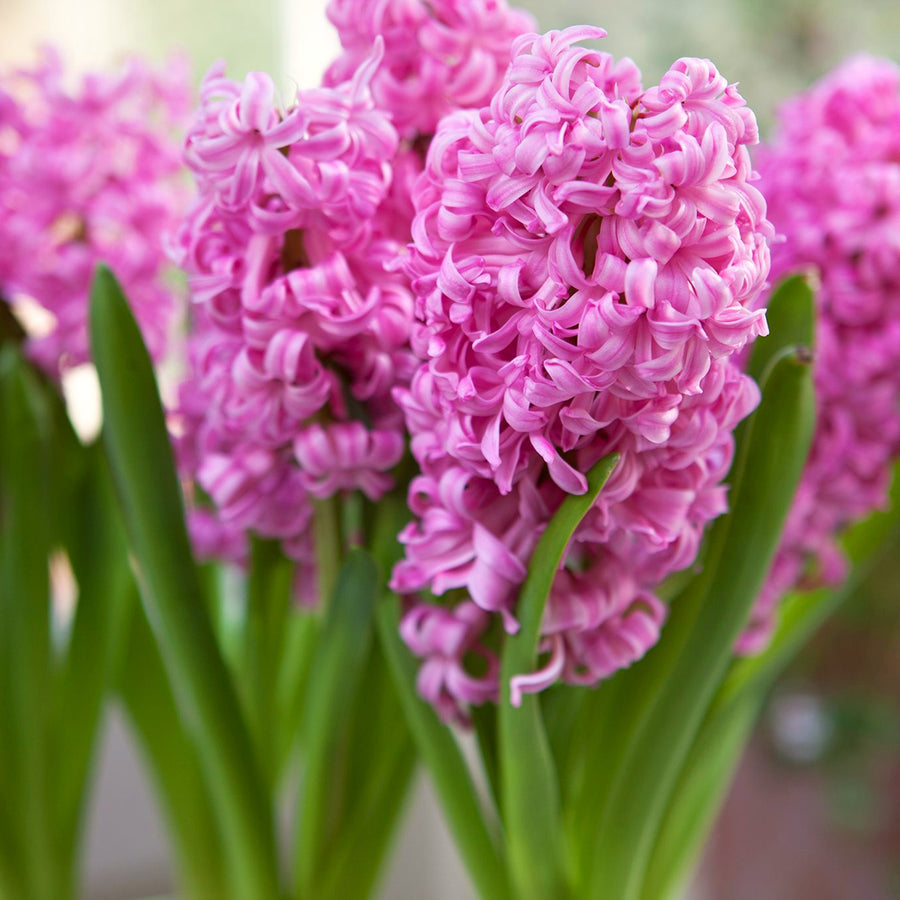 Hyacinth Carnival Flowering Bulb Trio hyacinthcarnavalmix-image4 4