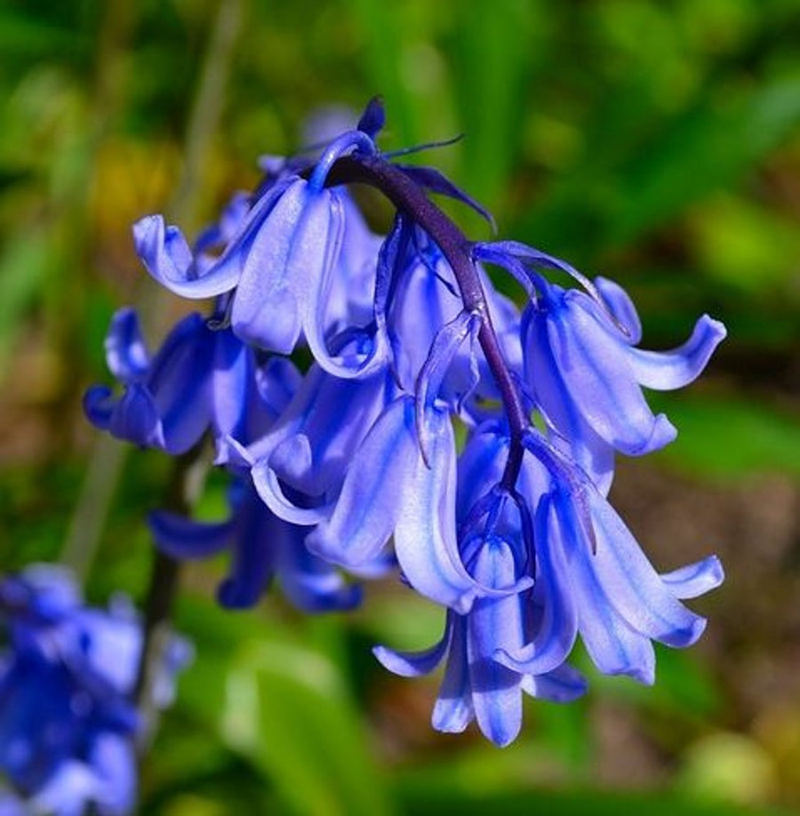 Bluebell Flower Plants 3 x Bluebell Flower Plants image1 1