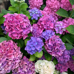 Blue Hydrangea Macrophylla Plant  4