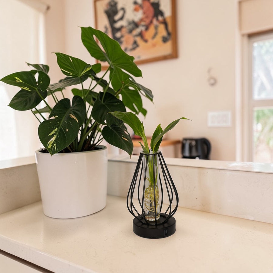 Hydroponic Indoor Plant in Turino Glass Vase with LED Light  4