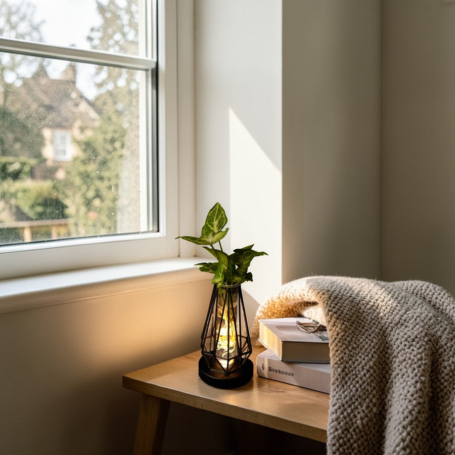 Hydroponic Indoor Plant in Turino Glass Vase with LED Light  3