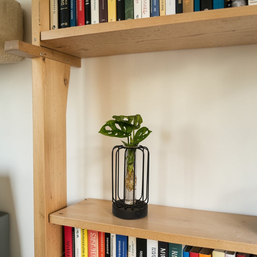 Hydroponic Indoor Plant in Turino Glass Vase with LED Light  2