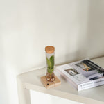 Hydroponic Clusia in a Glass Tube with LED Light & Gift Box  2