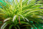 Spider Plant - Chlorophytum comosum  2