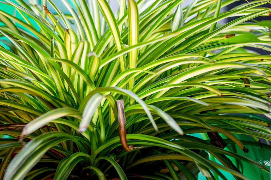 Spider Plant - Chlorophytum comosum  2
