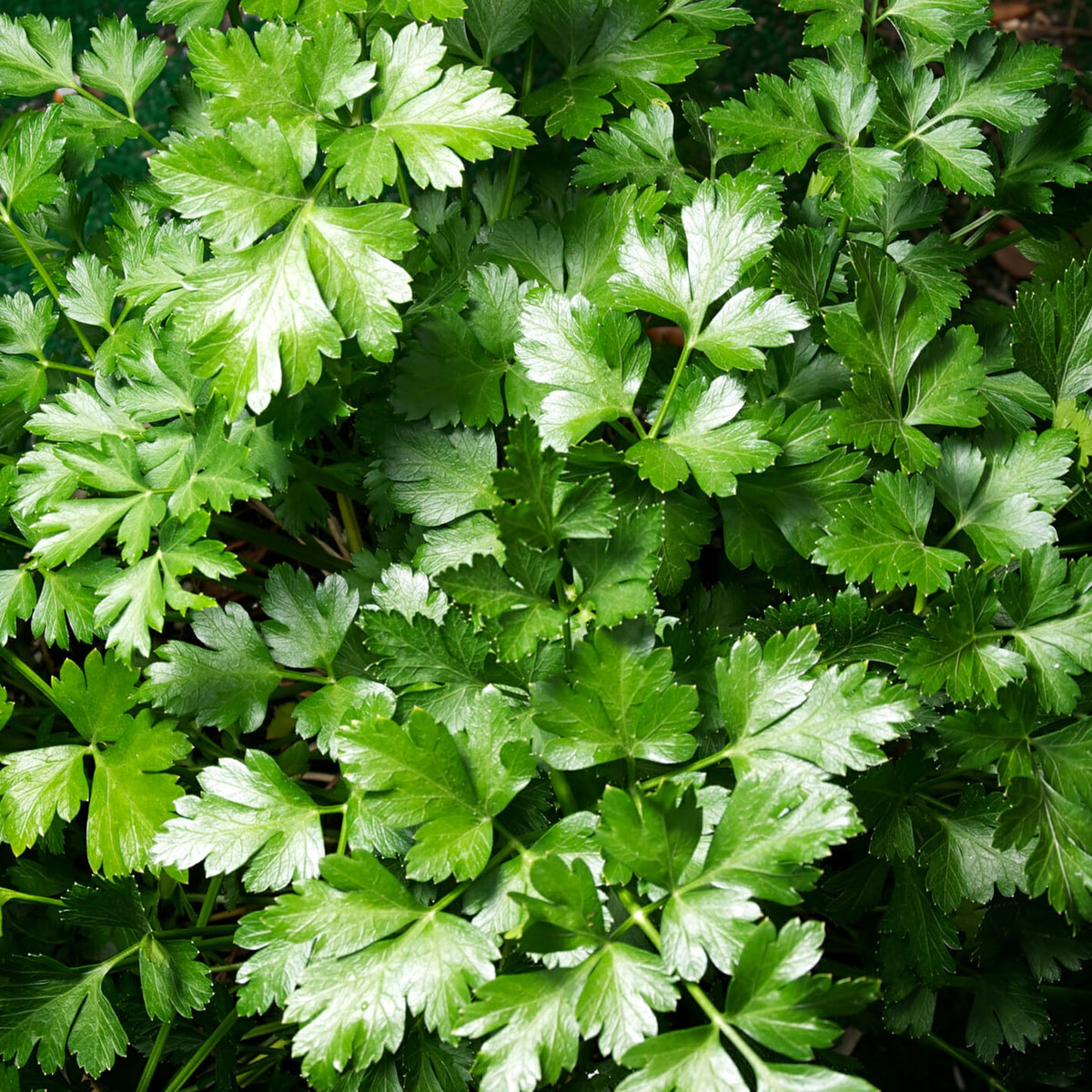 Parsley